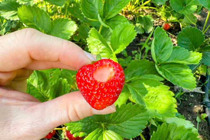 schade slakken aardbeien welkoop